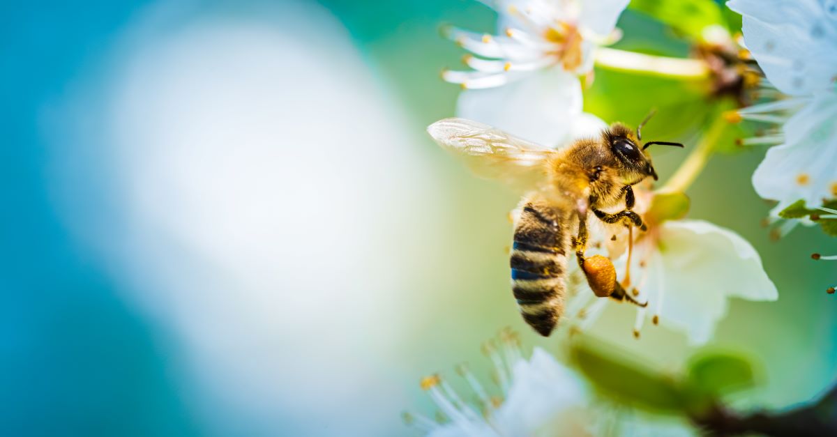 Bienen schützen – Tipps für Ihren Garten in Göppingen