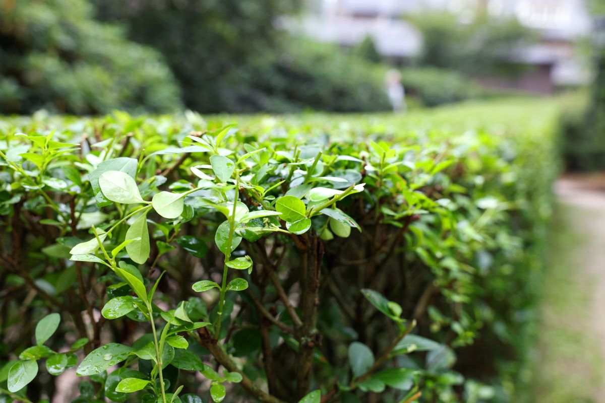 Hecke schneiden – Gesetz und beste Zeit | Schonzeit