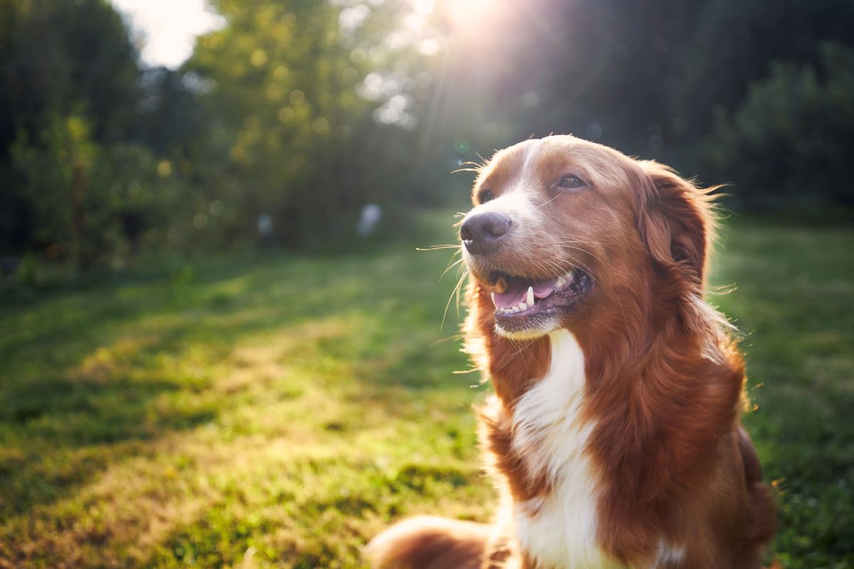 Hund vermisst in Göppingen? Erste Schritte zur Suche