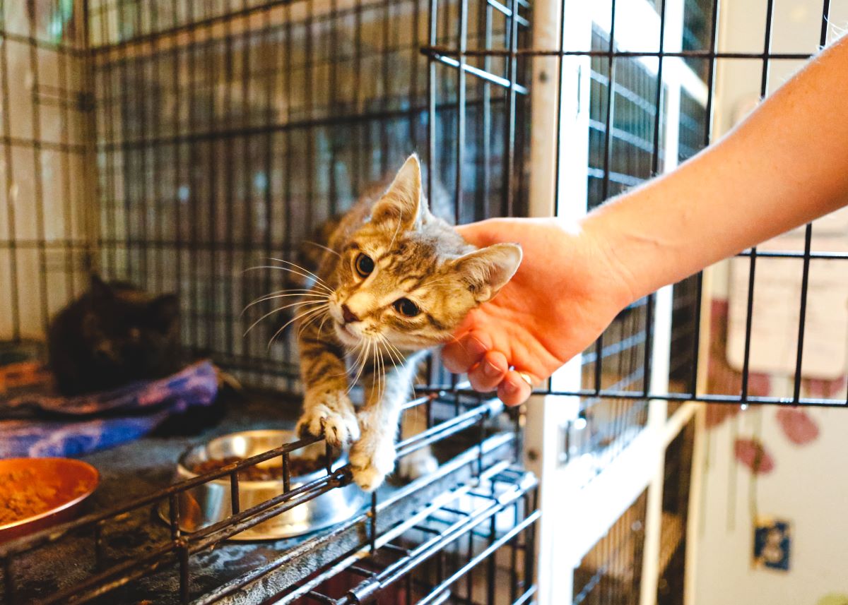 Katze mikrochippen Göppingen – Warum es wichtig ist