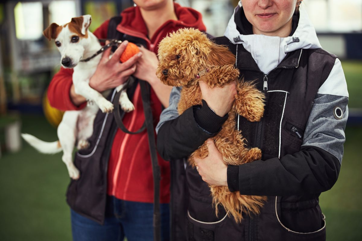 Tier aus dem Tierheim adoptieren in Göppingen | Statt Kauf